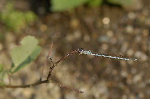 DSC_0507.jpg