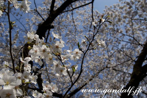 満天の桜