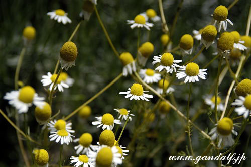 Chamomile